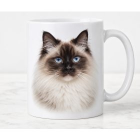 Kék szemű ragdoll cica ajándékba macskaimádóknak